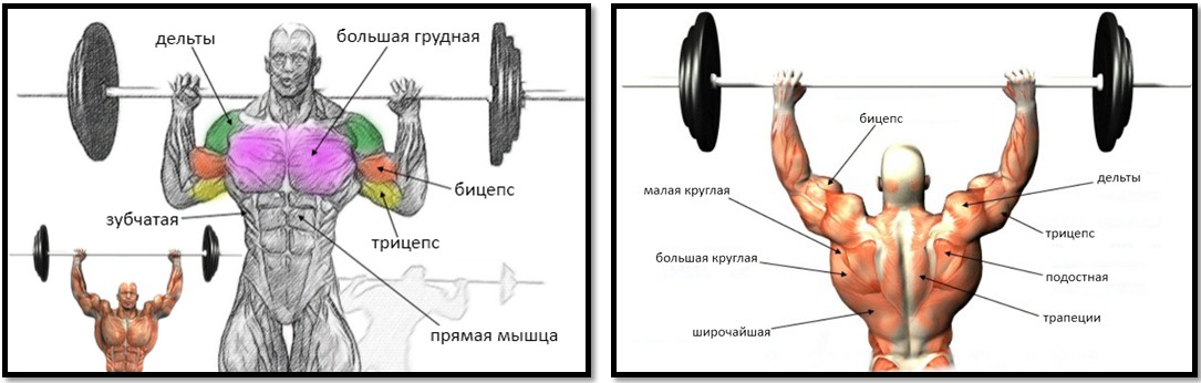 Жим штанги сидя анатомия мышц в упражнении