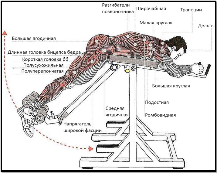 Обратная гиперэкстензия мышцы в работе