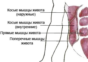 Рисунок: мышцы живота