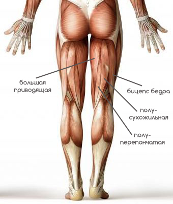 задние части ног